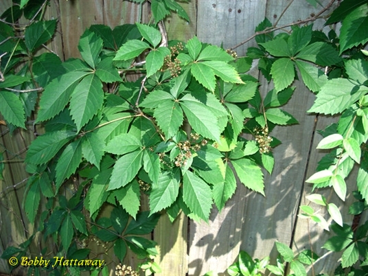 {Parthenocissus quinquefolia}